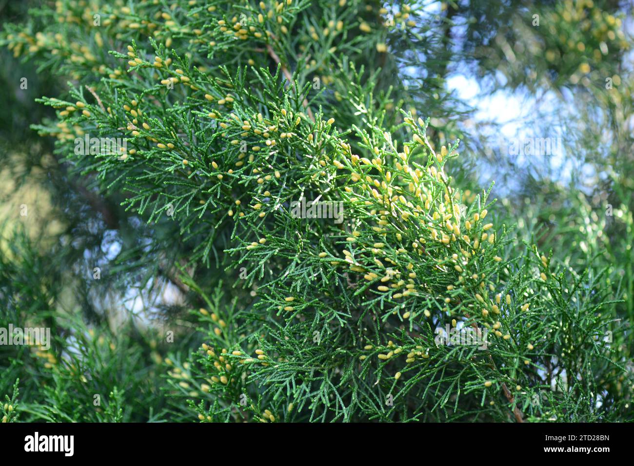 Cypress tree, close-up of branches. Natural background. Southern evergreen tree. Stock Photo