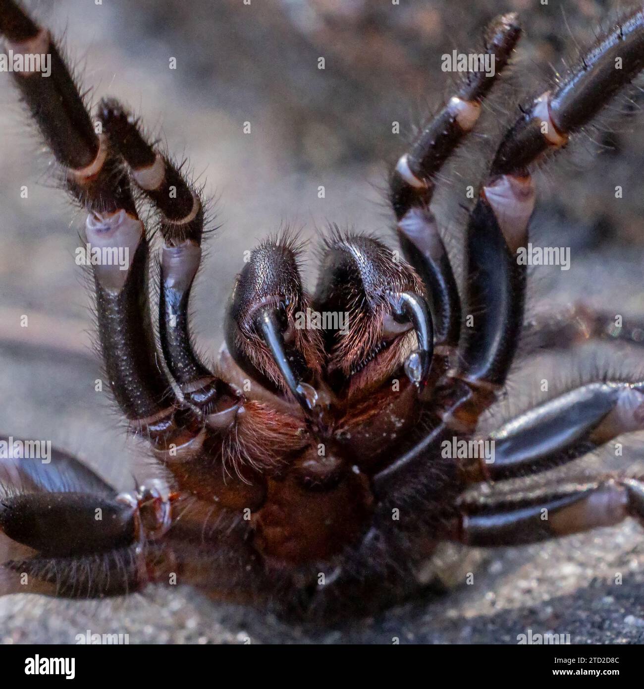 Venom droplets on the fangs of a Sydney Funnel Web Spider Stock Photo