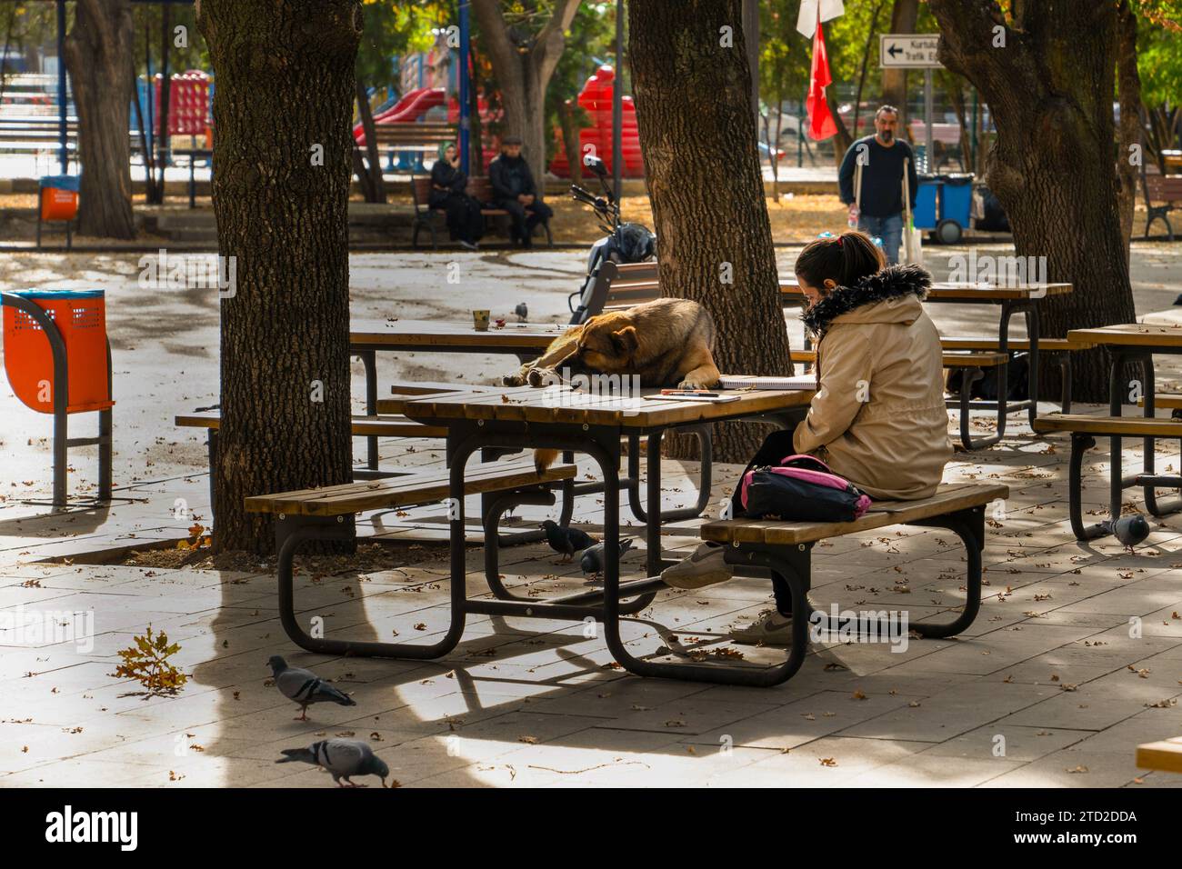 Ankara, Turkey - September 11, 2023: A girl studying at a wooden desk in the park and a sleeping stray dog lying on the desk Stock Photo