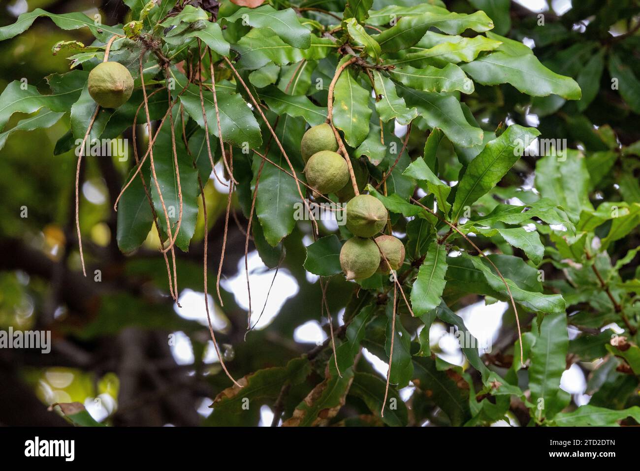 Macadamia tree with nuts and leaves Stock Photo