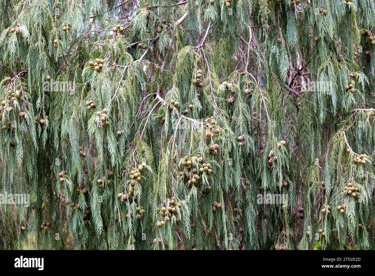 Kashmir Cypress Tree growing in Australian Botanic Garden Stock Photo