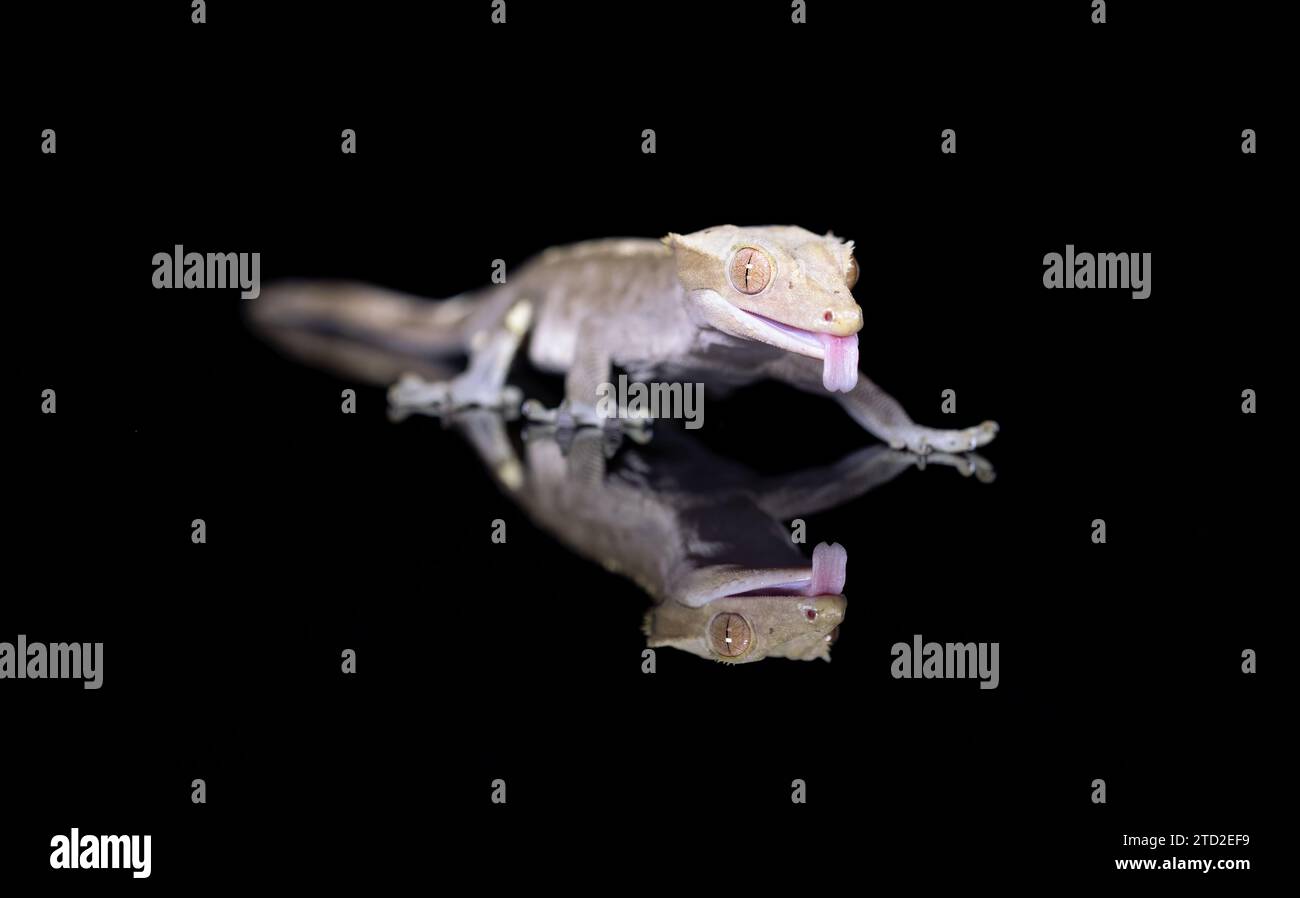 A New Caledonian Crested Gecko in reflection Stock Photo