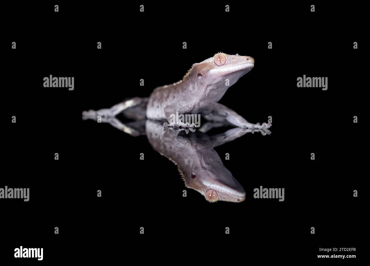 A New Caledonian Crested Gecko in reflection Stock Photo