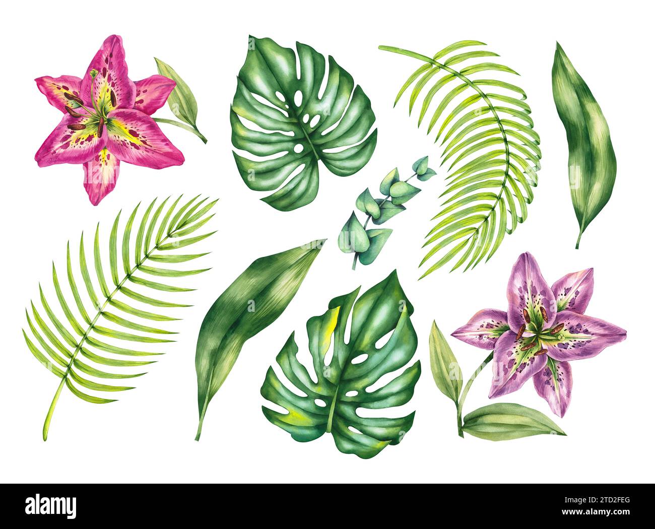 Watercolor tropical set. Tropical leaves and lilies isolated on white background. Hand-drawn plants for the design of cards, bouquets, textiles, fabri Stock Photo