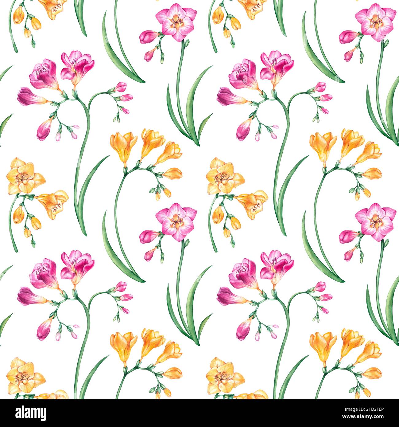 Watercolor seamless pattern with twigs of freesia flower in yellow and pink colors. Freesias drawn by hand on a white background for the design of tex Stock Photo