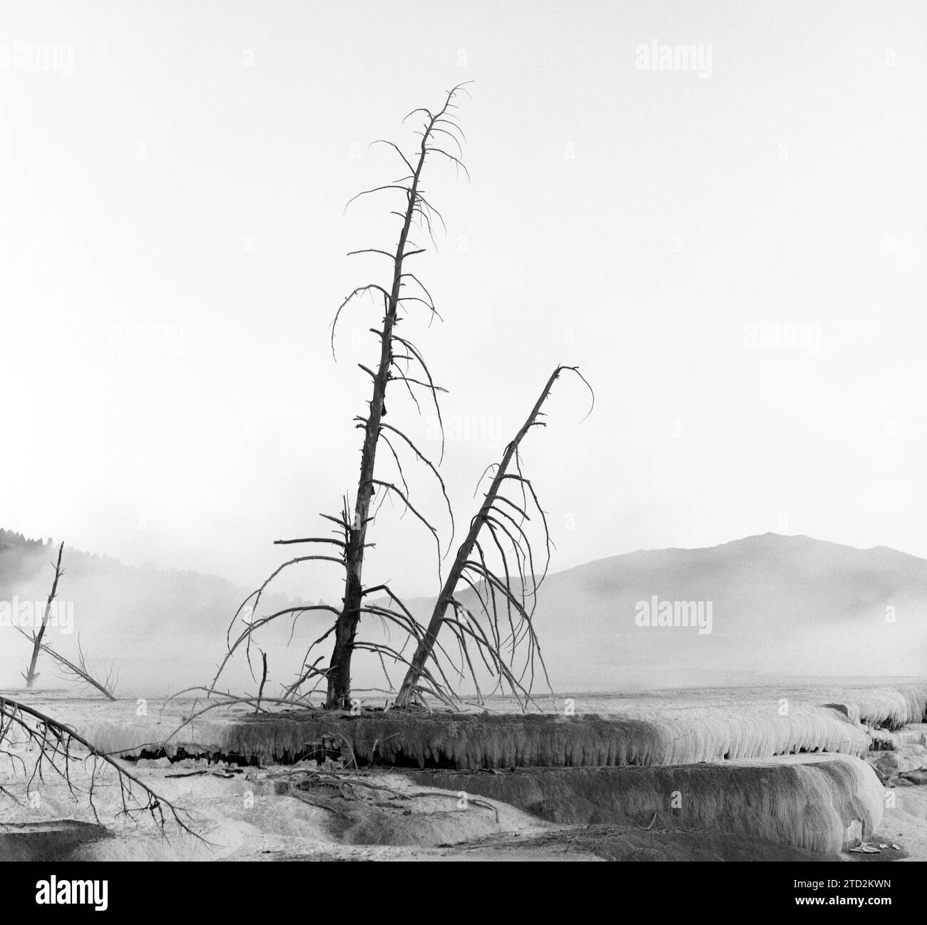 HB43806-00.....WYOMING - Dead trees at Canary Springs, Yellowstone National Park. Stock Photo