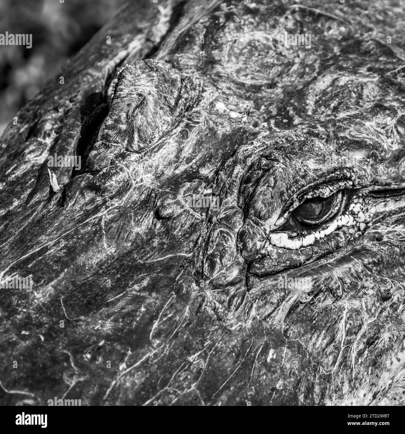 Top Of Alligator Head Contrast Black And White in Everglades Stock Photo