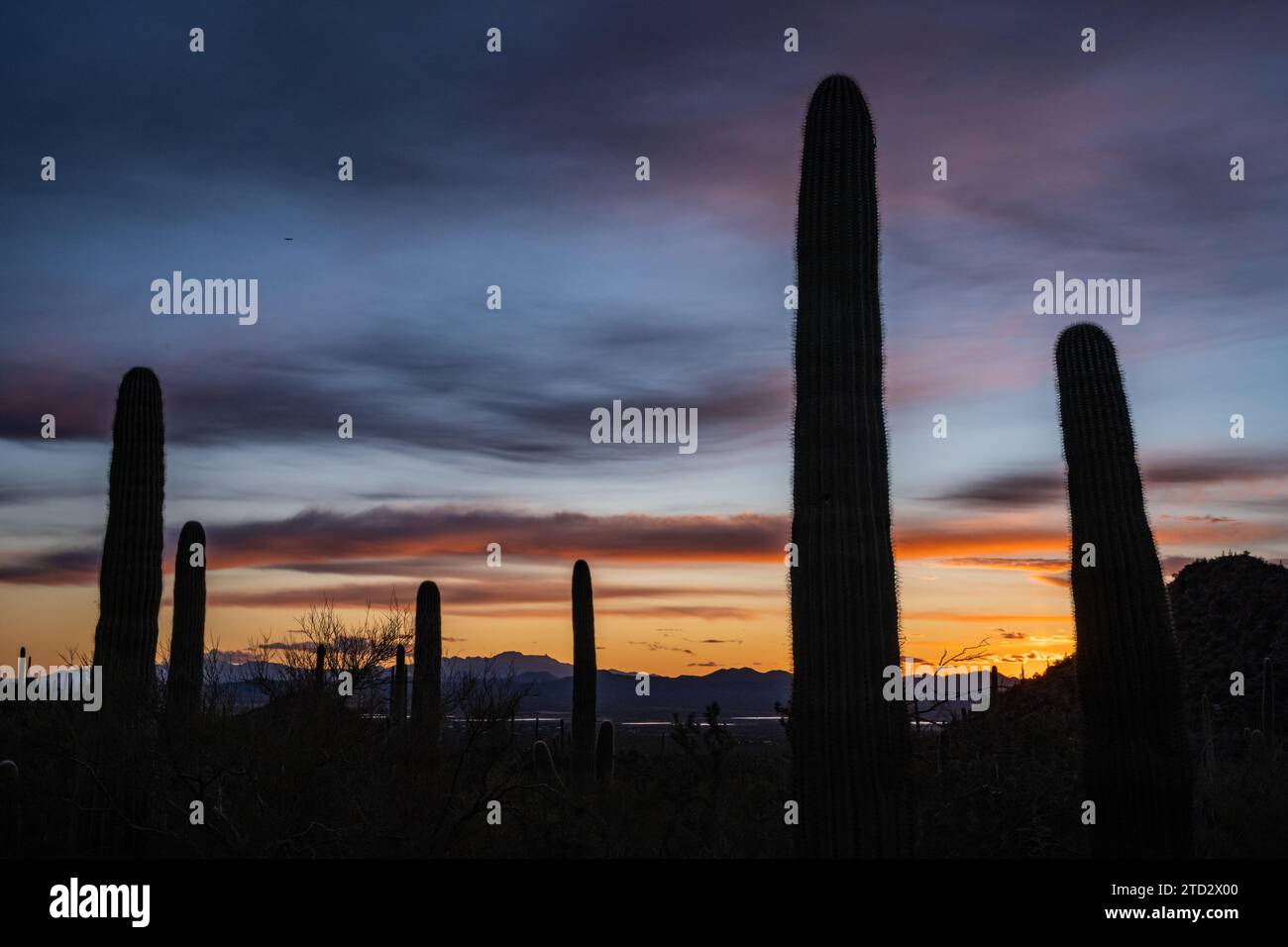 Wispy Clouds Hang Over Silhouettes of Saguaro Late Into Sunset outside of Tucson Stock Photo