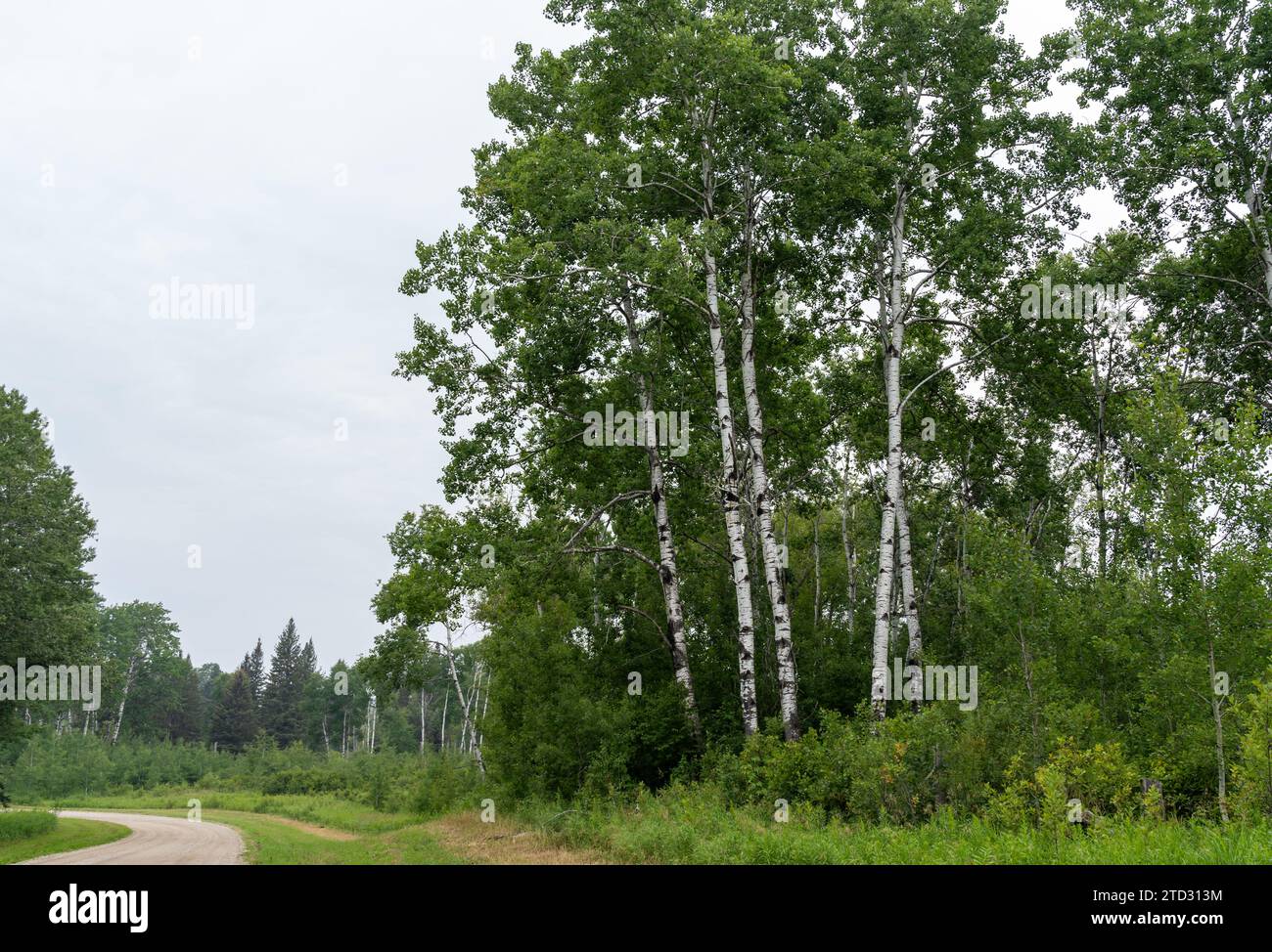 White birch (Betula papyrifera) trees in Manitoba, Canada. Stock Photo