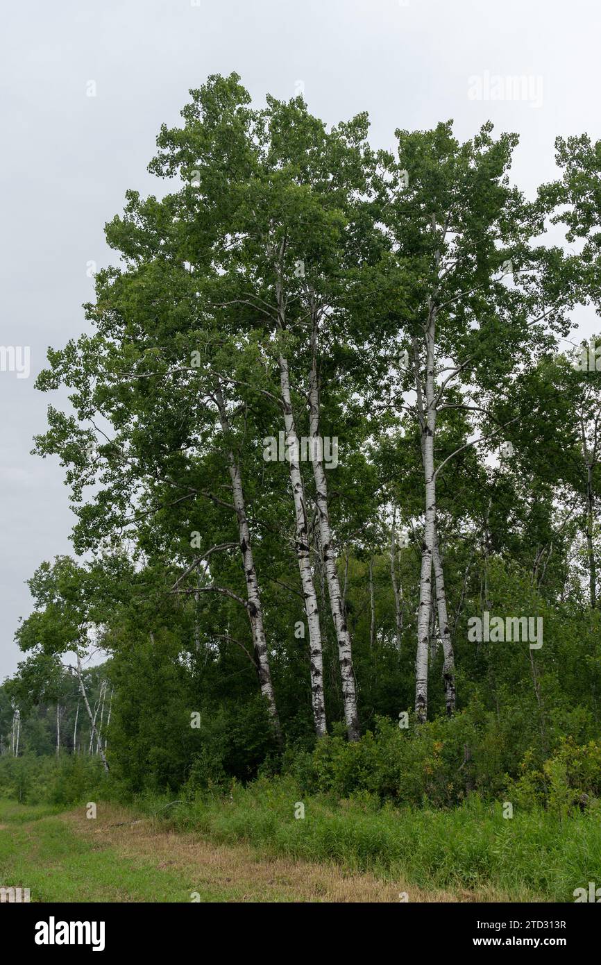 White birch (Betula papyrifera) trees in Manitoba, Canada. Stock Photo