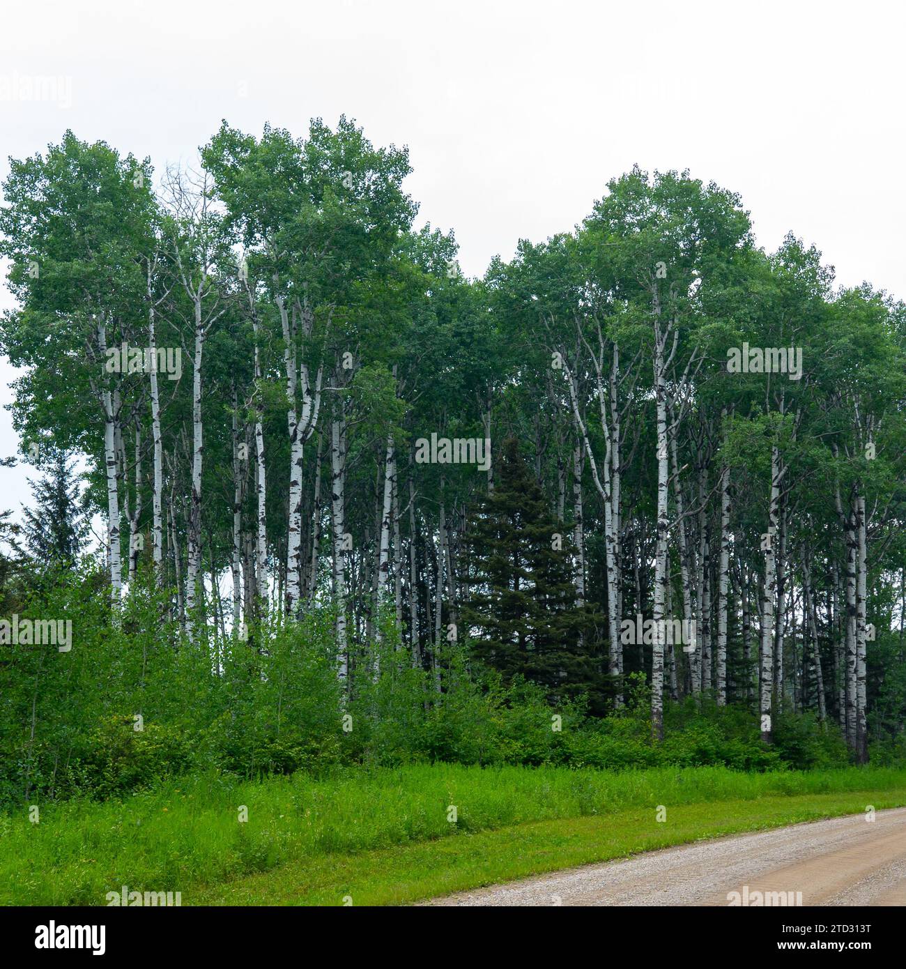 White birch (Betula papyrifera) trees in Manitoba, Canada. Stock Photo