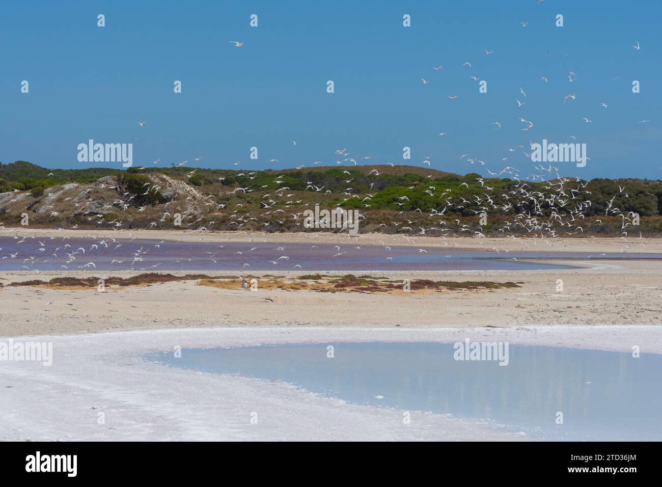 A breeding colony of Fairy Terns (Sternula nereis) at a pink salt lake on Rottnest Island or Wadjemup, Western Australia, Australia Stock Photo