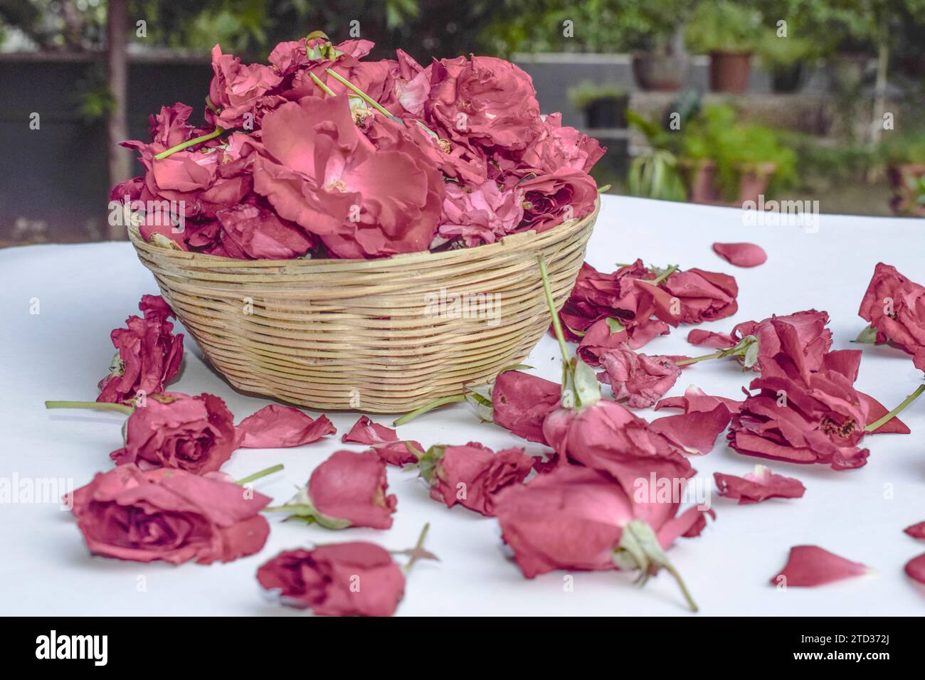 Back full of roses used during festivals and wedding decorations. Desi