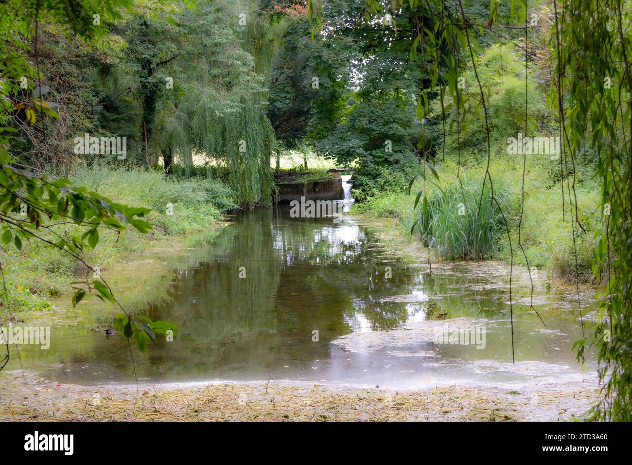 Chalk stream in Hughenden Valley, High Wycombe, Buckinghamshire ...