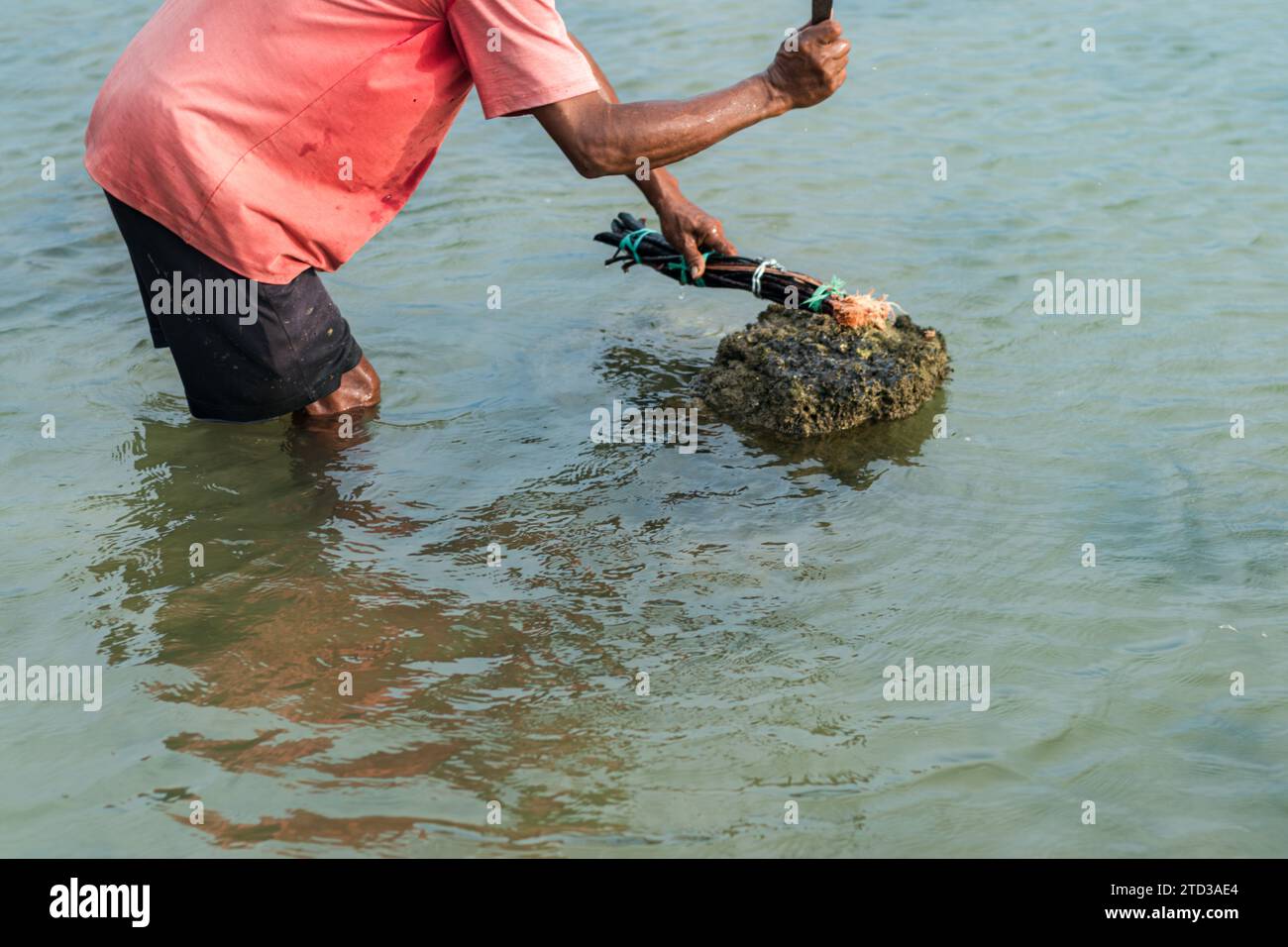 People catch fish using poison from the roots of the tuba plant or Derris. environmental problems Stock Photo