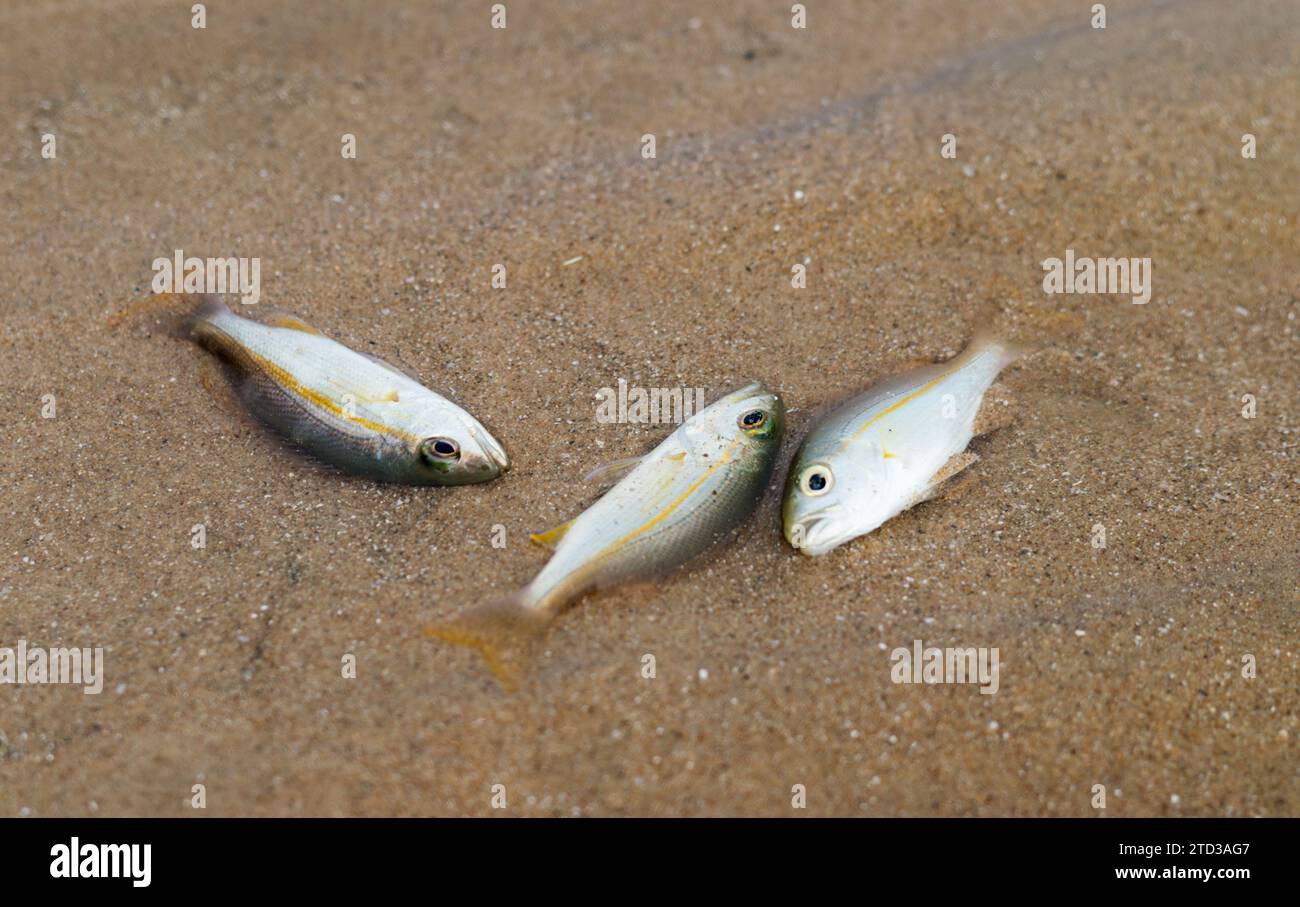 Small fish die due to tuba poisoning or Derris plants. environmental problems Stock Photo