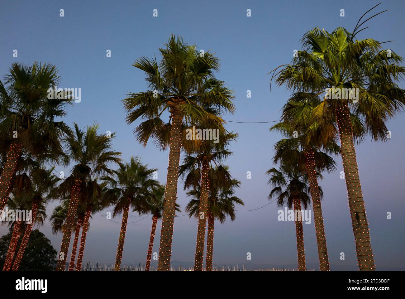 Tropical palm trees with lush forest under a dawn blue sky. in San ...