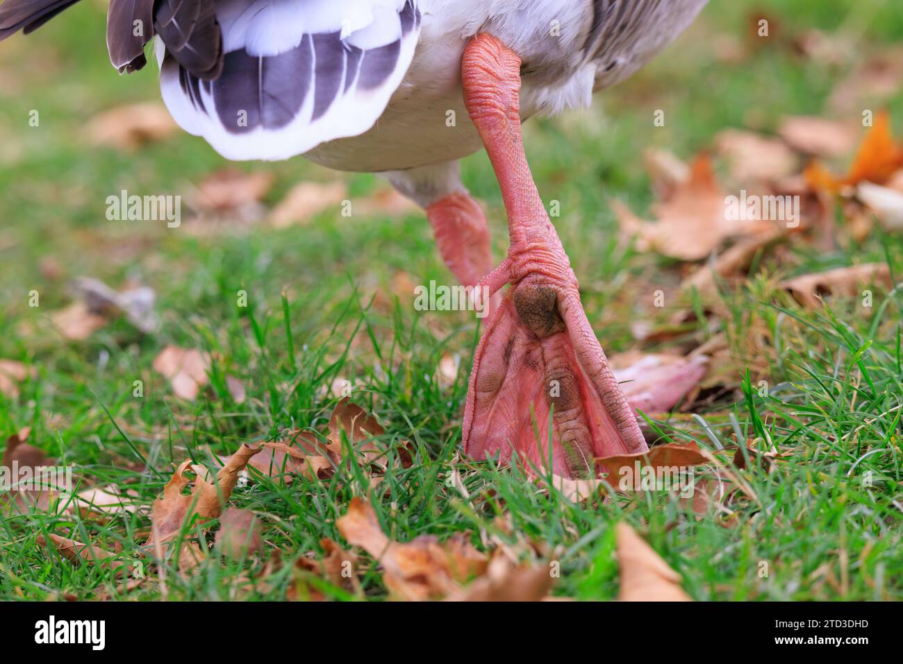 Close up portrait of Greylag or Graylag goose in a feeding on grass in a field Stock Photo