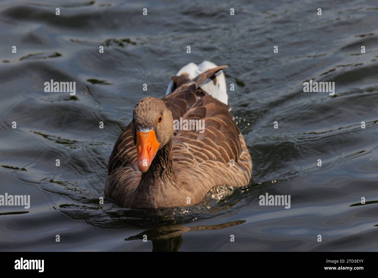 Greylag goose swimming in lake Stock Photo