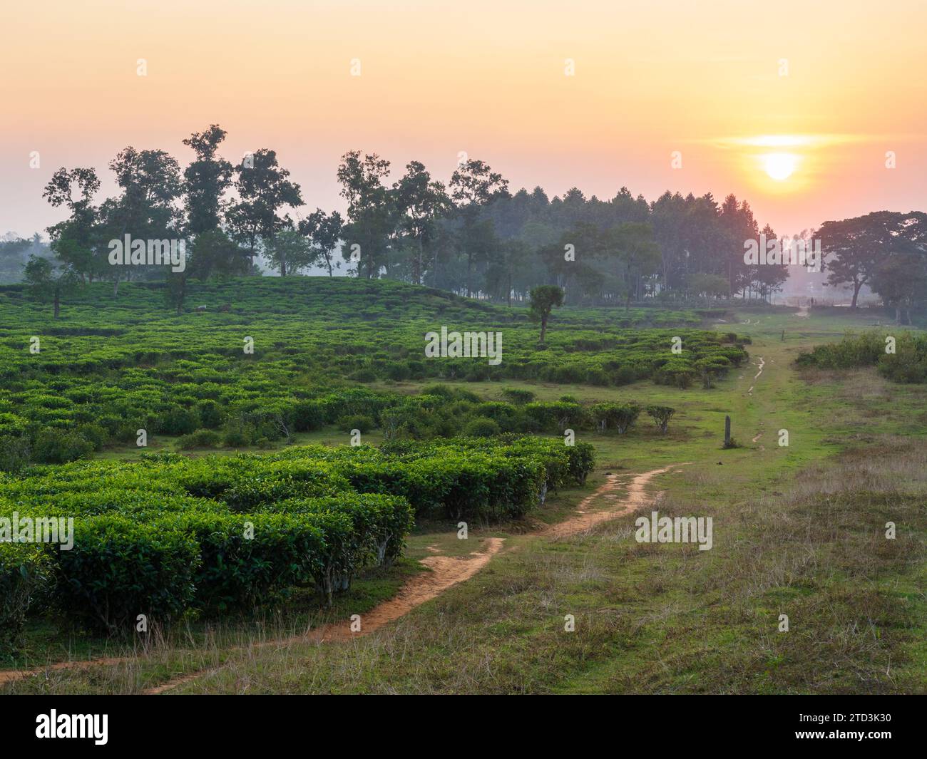 Scenic landscape view of tea plantation at sunset in Srimongol aka Sreemangal, Bangladesh Stock Photo