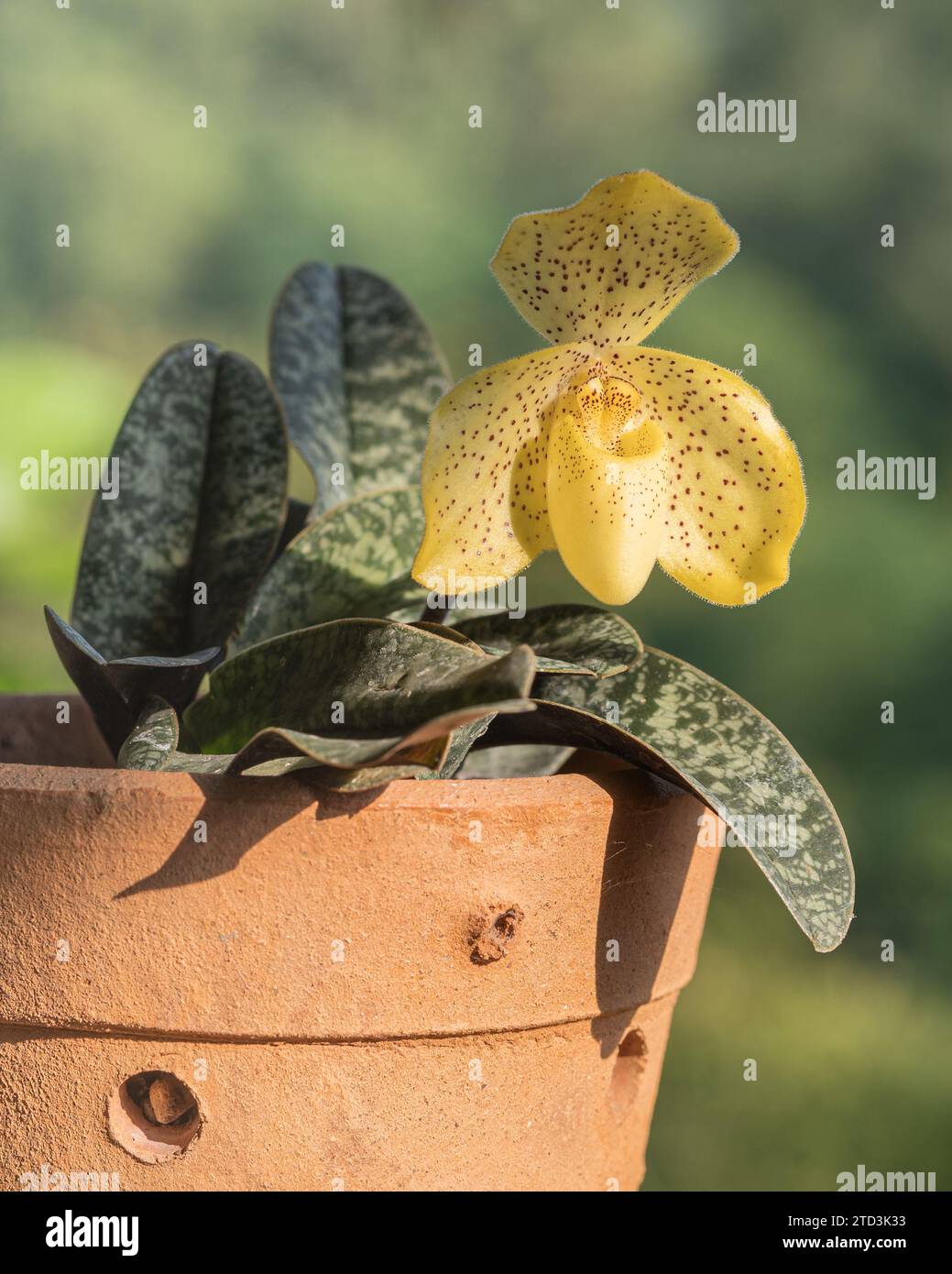 Closeup view of yellow with red dots flower of potted lady slipper orchid species paphiopedilum wenshanense aka conco-bellatulum isolated outdoors Stock Photo