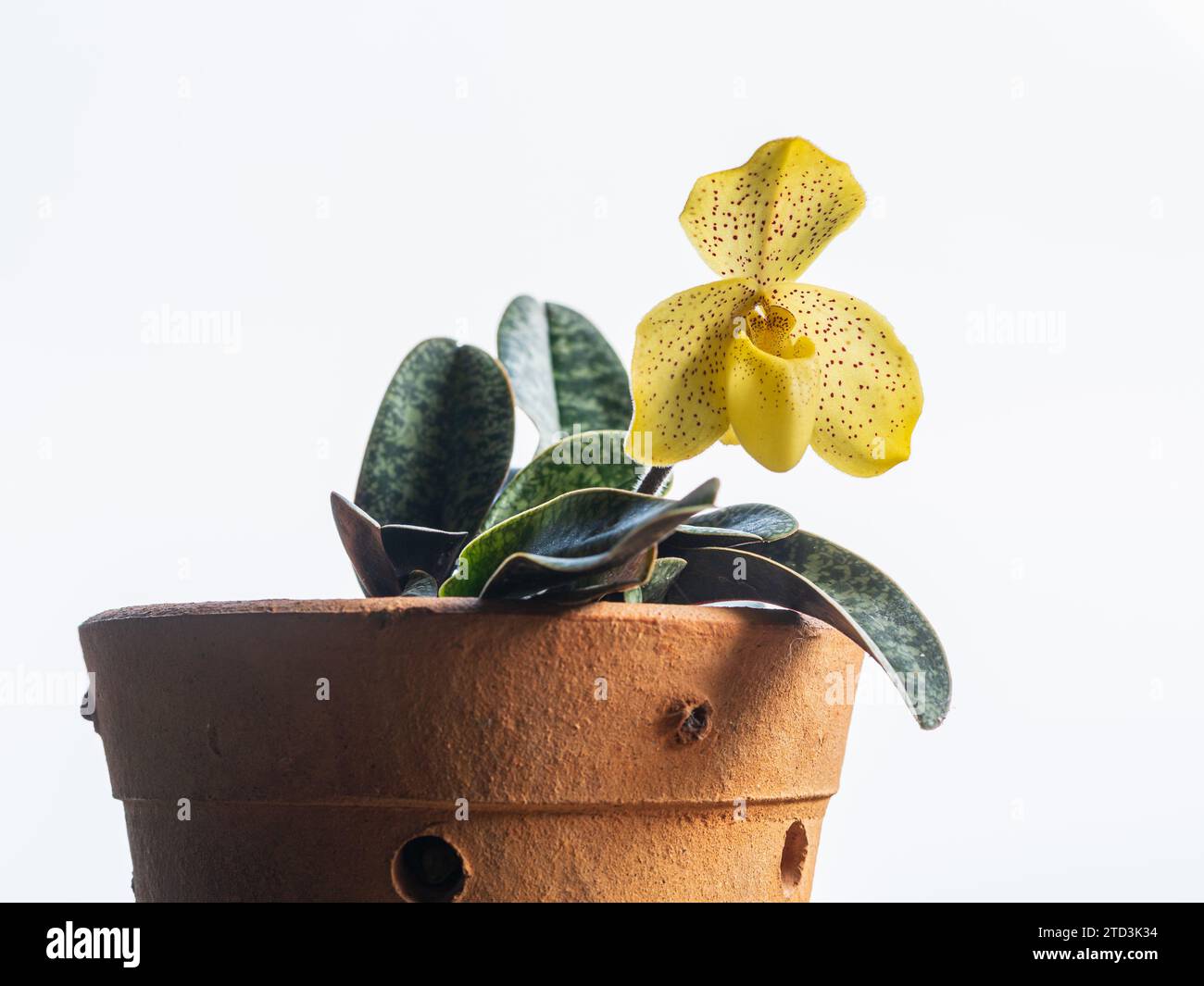Closeup view of lady slipper orchid paphiopedilum wenshanense aka conco-bellatulum in pot with yellow and red dots flower isolated on white background Stock Photo