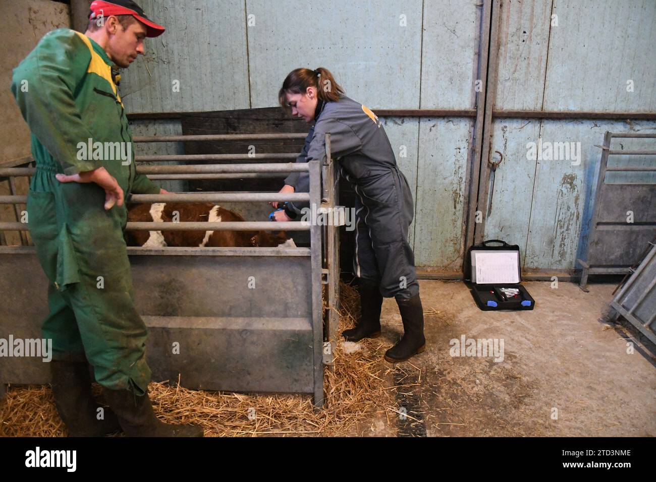 ©PHOTOPQR/LE PROGRES/Philippe TRIAS -  14/12/2023 - Gaec de la ville, Ounans, 14 décembre 2023. -Série un an à la ferme au Gaec de la ville à Ounans, cogéré par Damien et Charles-Adrien Ogier. Aujourd'hui, Célia, Bouilleret technicienne insémination et technicienne génétique chez Eva Jura, vient faire des prélèvement de cartilage sur les jeunes génisses afin de déterminer le génotypage des bovins.  Le prélèvement se fait dans l'oreille à l'aide d'un pistolet, l'échantillon prélevé traduira le potentiel génétique des femelles.   Series one year on the farm at Gaec de la ville in Ounans, co-mana Stock Photo