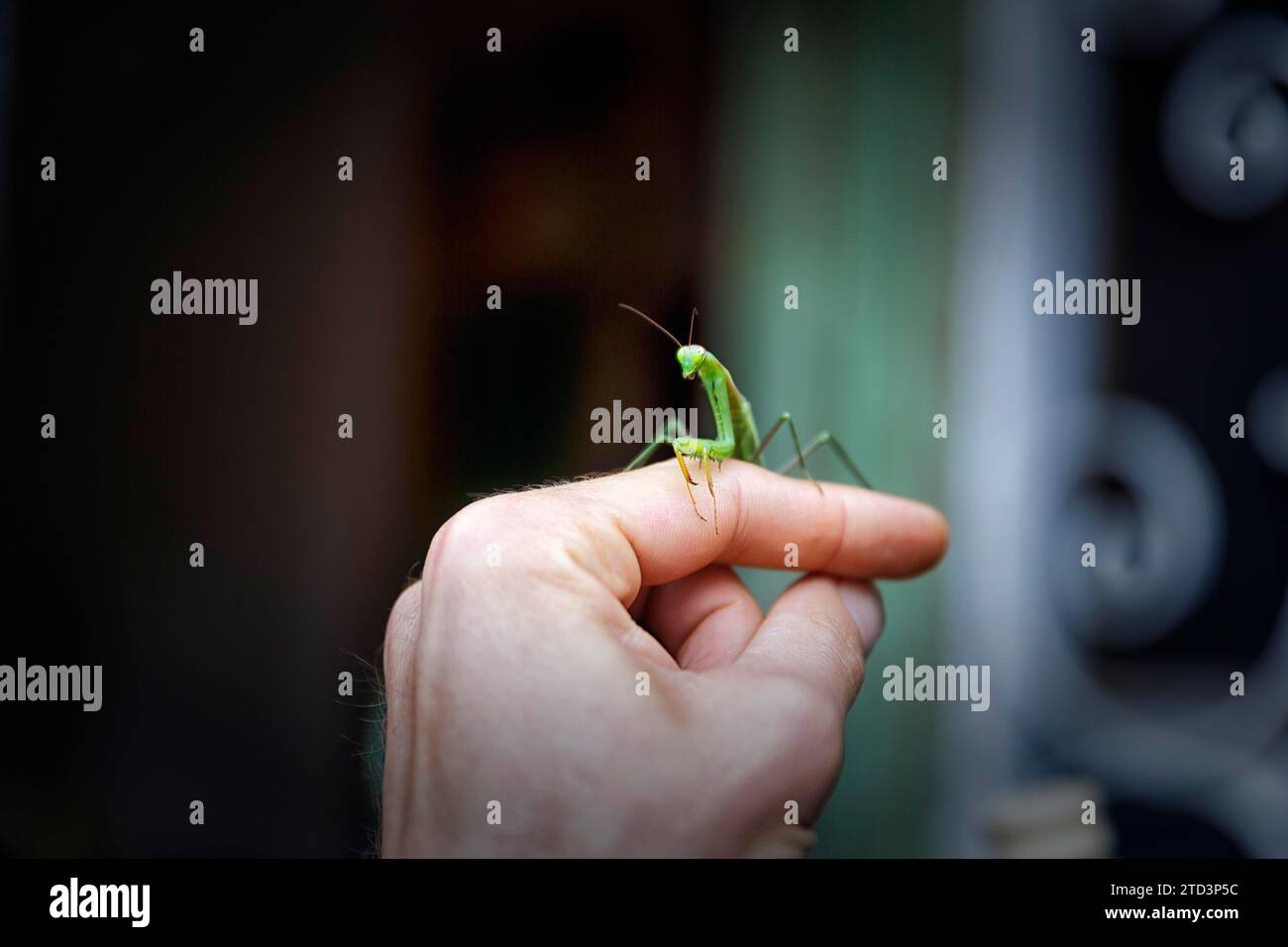 Praying mantis (Mantis religiosa) sits on finger, hand, trusting, Spain Stock Photo
