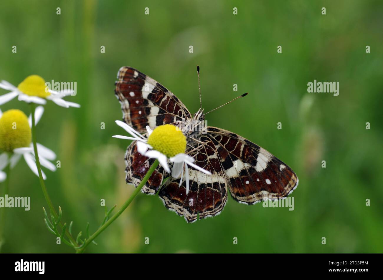 Map butterfly (Araschnia levana), butterfly, 2nd generation, open wings, underside, macro, flower, Germany, The lower side of the wings of the summer Stock Photo