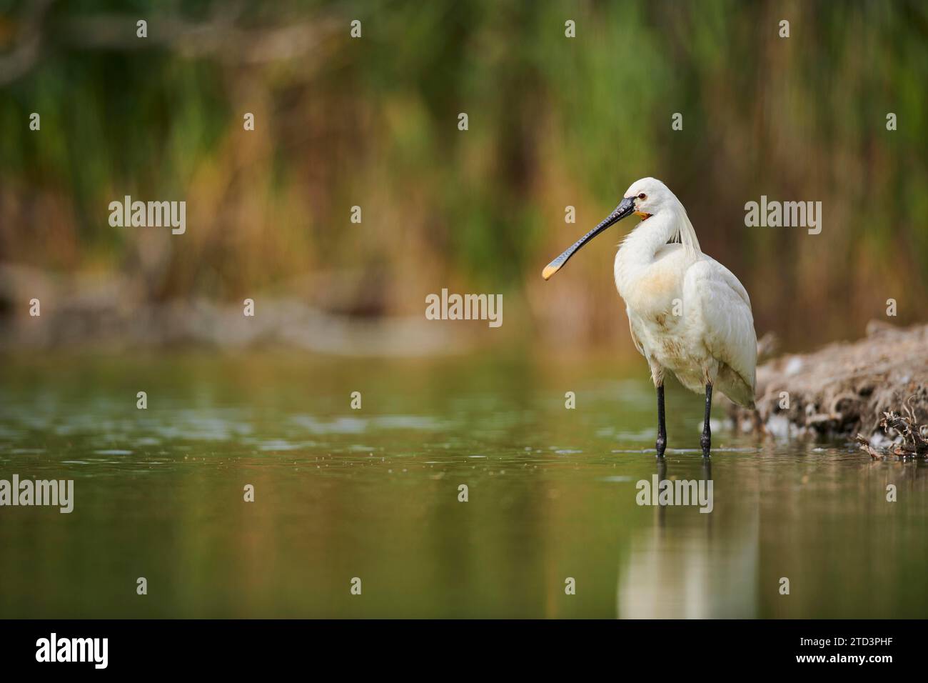 Eurasian spoonbill (Platalea leucorodia) standing in the water at the waters edge, Camargue, France Stock Photo