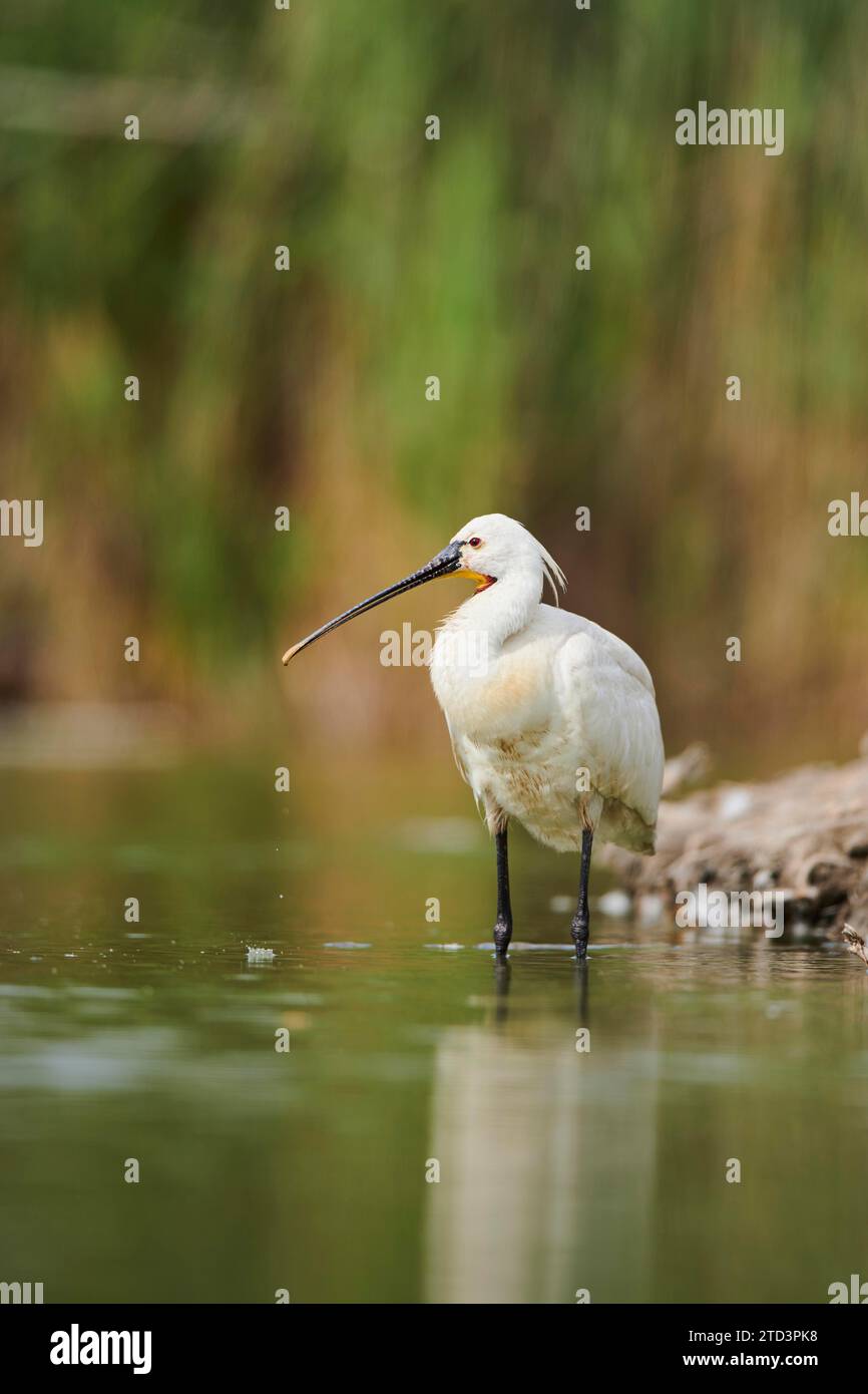 Eurasian spoonbill (Platalea leucorodia) standing in the water at the waters edge, Camargue, France Stock Photo
