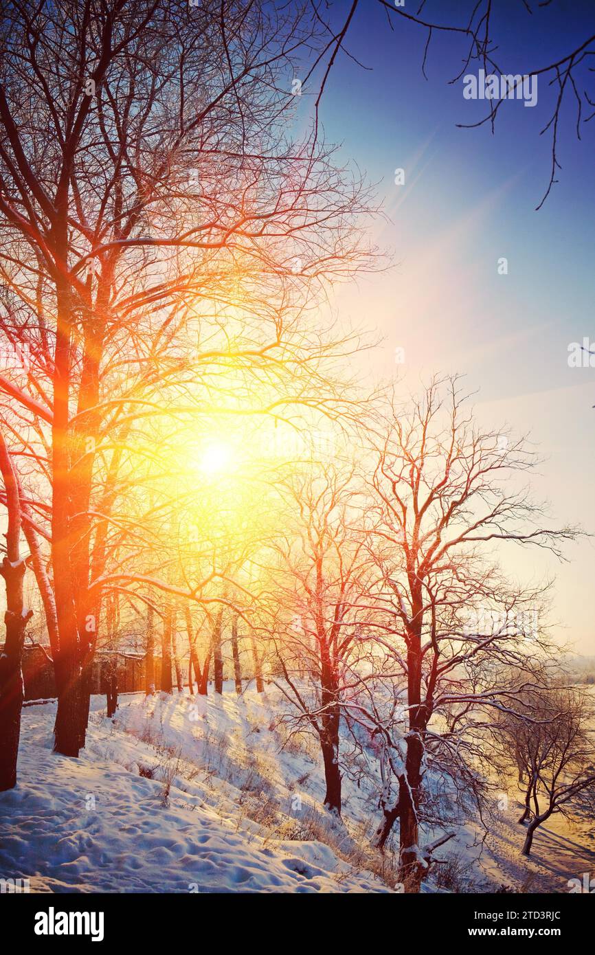 Beautiful wintry view on hill with leafless trees on sunrise instagram stile Stock Photo