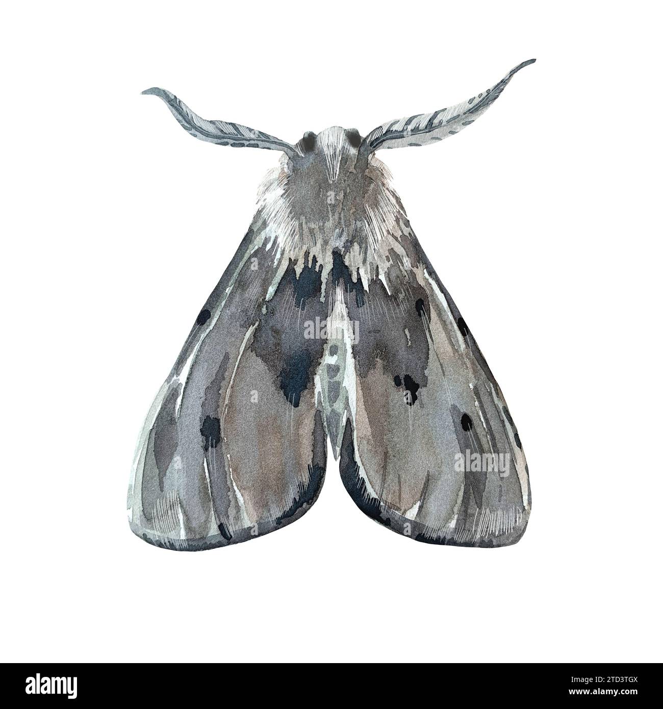 Moth illustration isolated on white background. Hand painted with watercolors. For design of cards, logos, tattoos Stock Photo