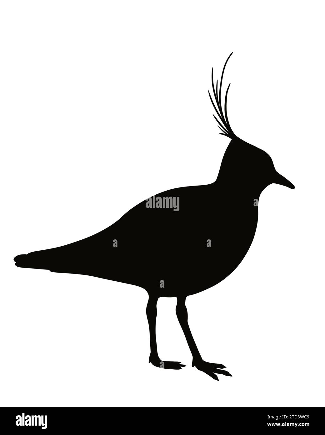Northern lapwing (Vanellus vanellus), illustration black Stock Photo