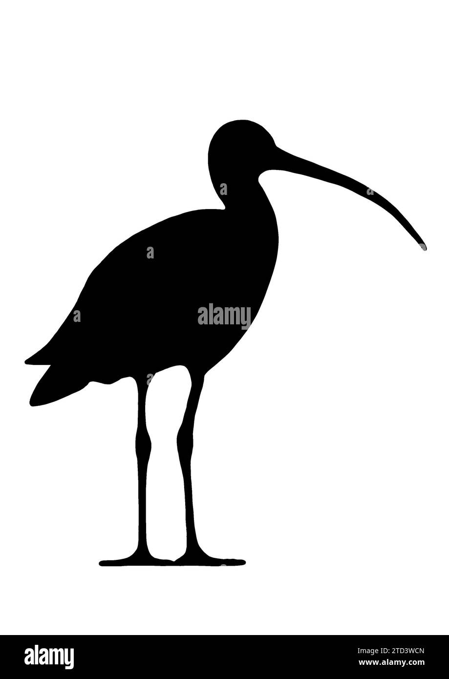 Curlew (Numenius arquata), illustration black Stock Photo