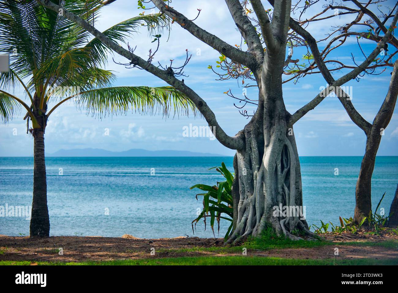 Strangler fig, tree, parasite, tropical tree, on the beach of Magnetic Island, Queensland, Australia Stock Photo