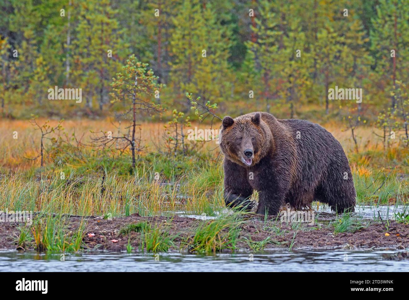 European brown bear (Ursus arctos) walking through swampy terrain, autumn, rear taiga, northern Finland, Finland Stock Photo