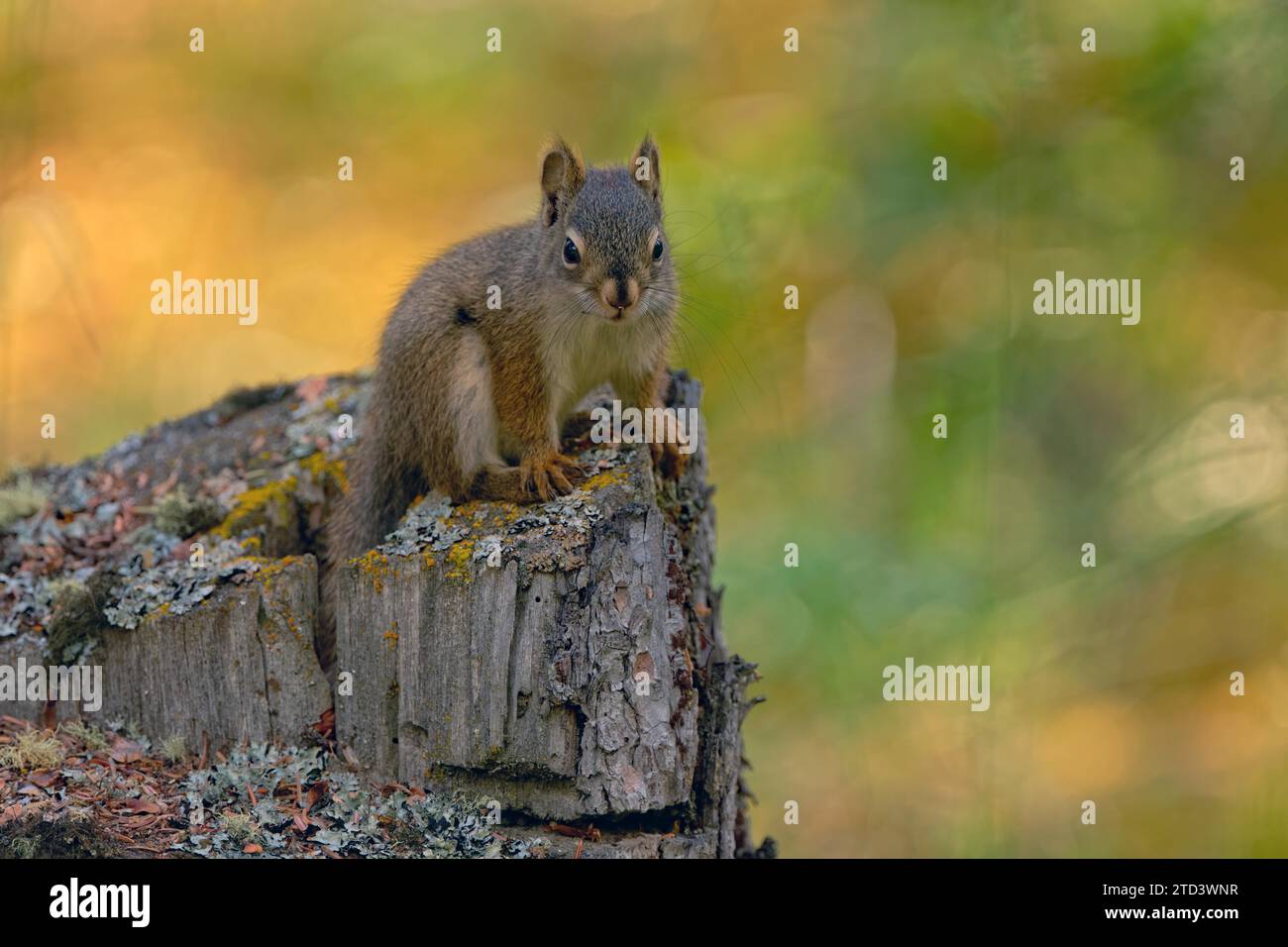 Common Canadian red squirrel (Tamiasciurus hudsonicus) sitting on tree stump, Yukon Territory, Canada Stock Photo