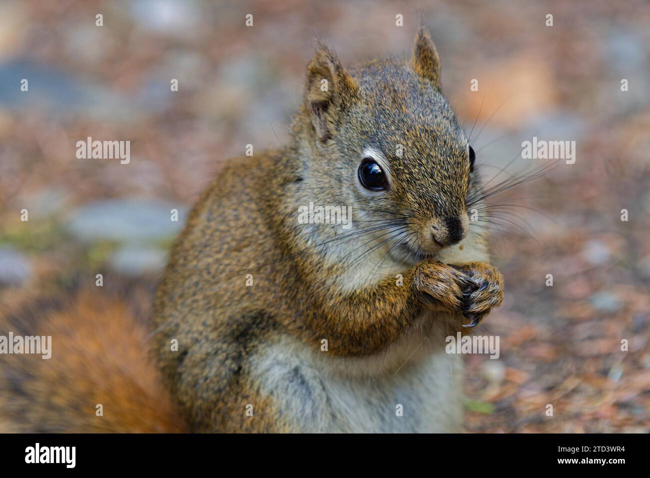Common Canadian red squirrel (Tamiasciurus hudsonicus) close-up, feeding, Yukon Territory, Canada Stock Photo
