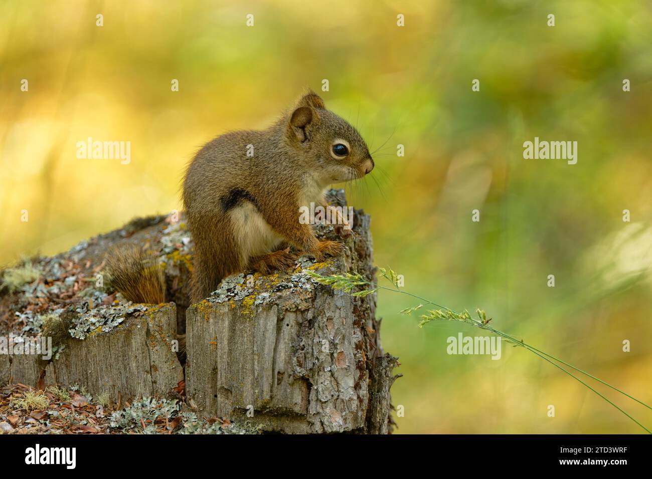 Common Canadian red squirrel (Tamiasciurus hudsonicus) sitting on tree stump, Yukon Territory, Canada Stock Photo