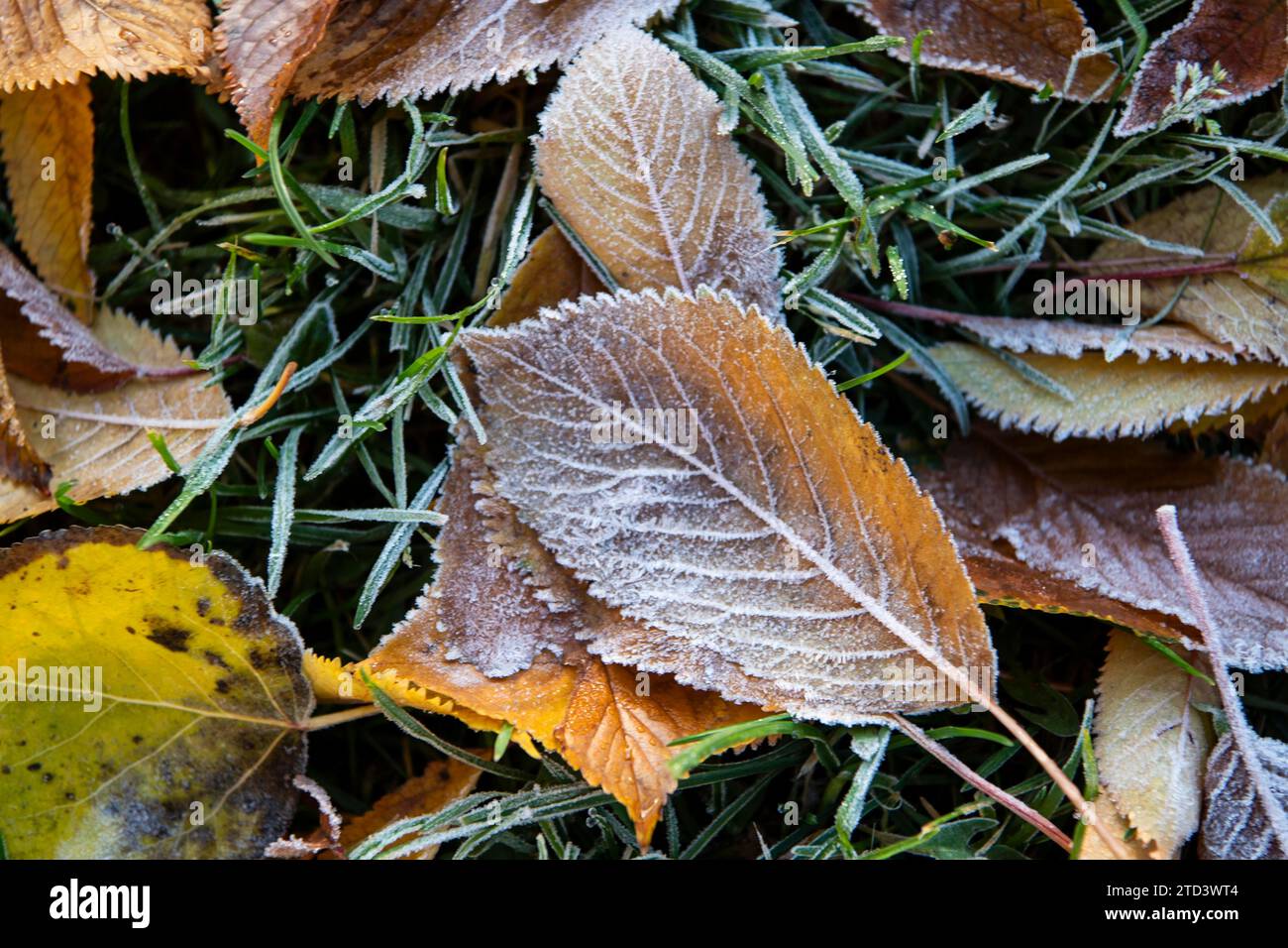 Autumn leaves with hoarfrost, Oslo, Norway Stock Photo