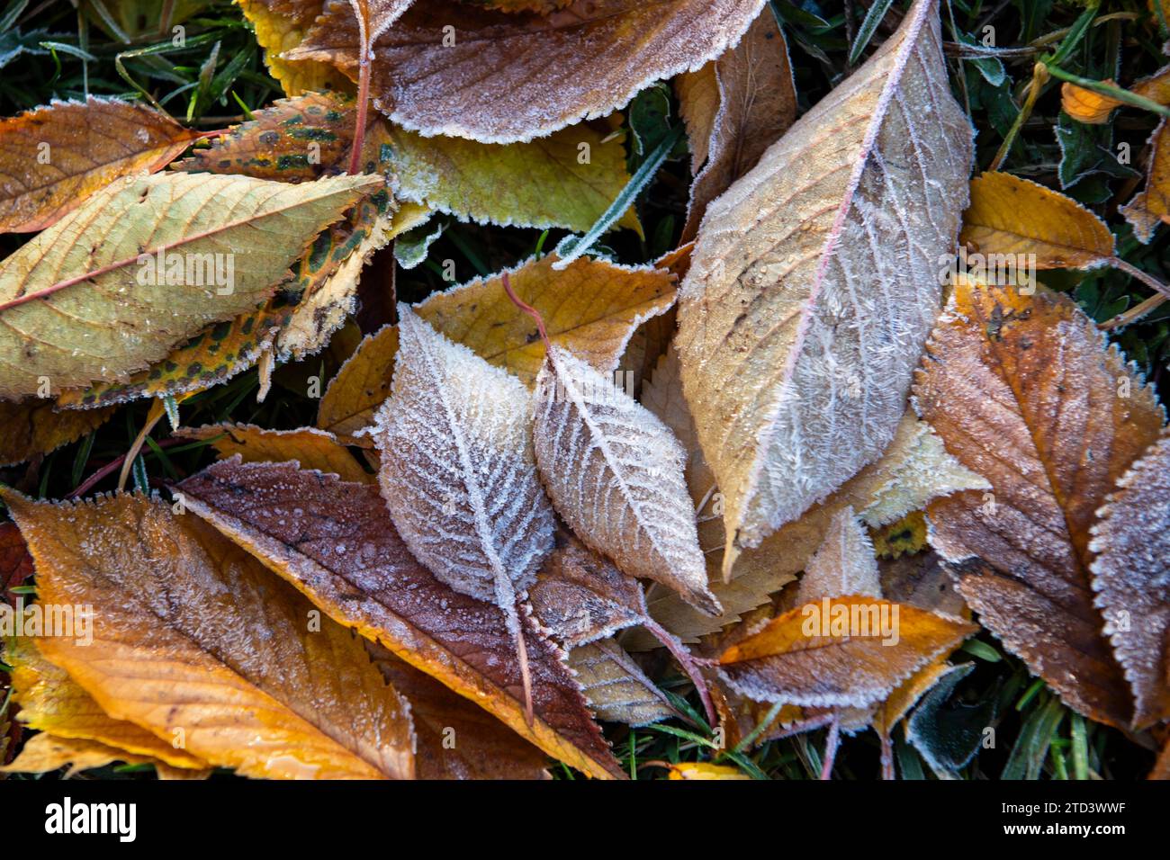 Autumn leaves with hoarfrost, Oslo, Norway Stock Photo