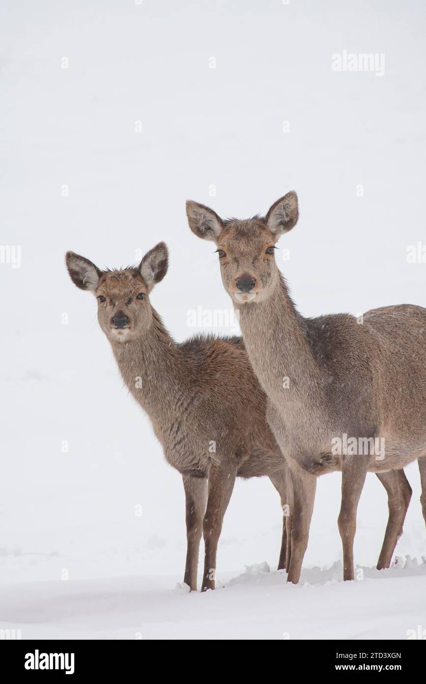 Red deer (Cervus elaphus) adult female hind with a juvenile fawn on a snow covered hillside, Leicestershire, England, United Kingdom Stock Photo