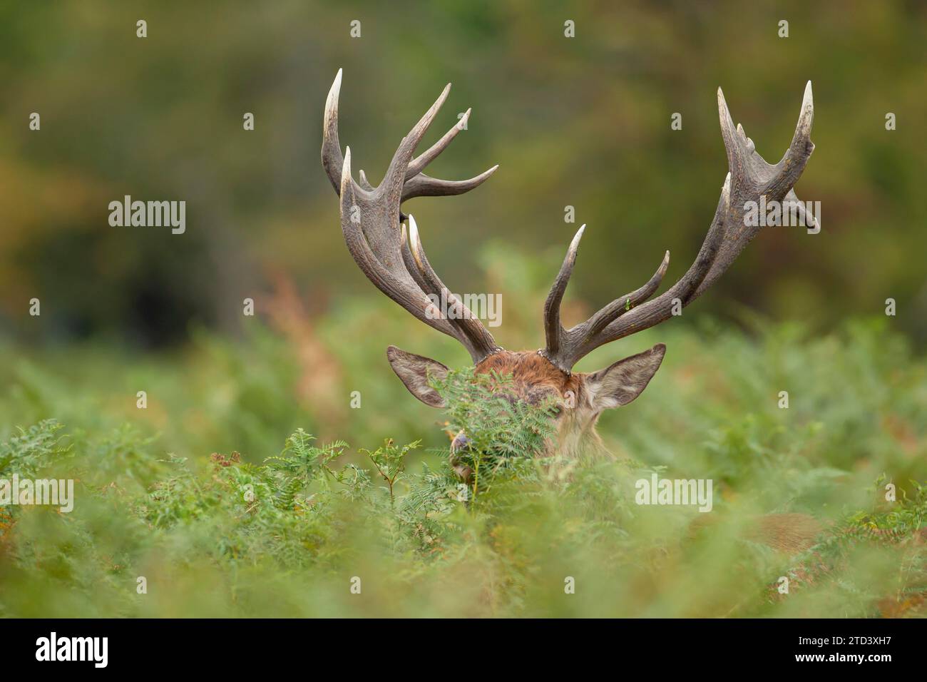 Red deer (Cervus elaphus) adult male stag amongst Bracken leaves, Surrey, England, United Kingdom Stock Photo