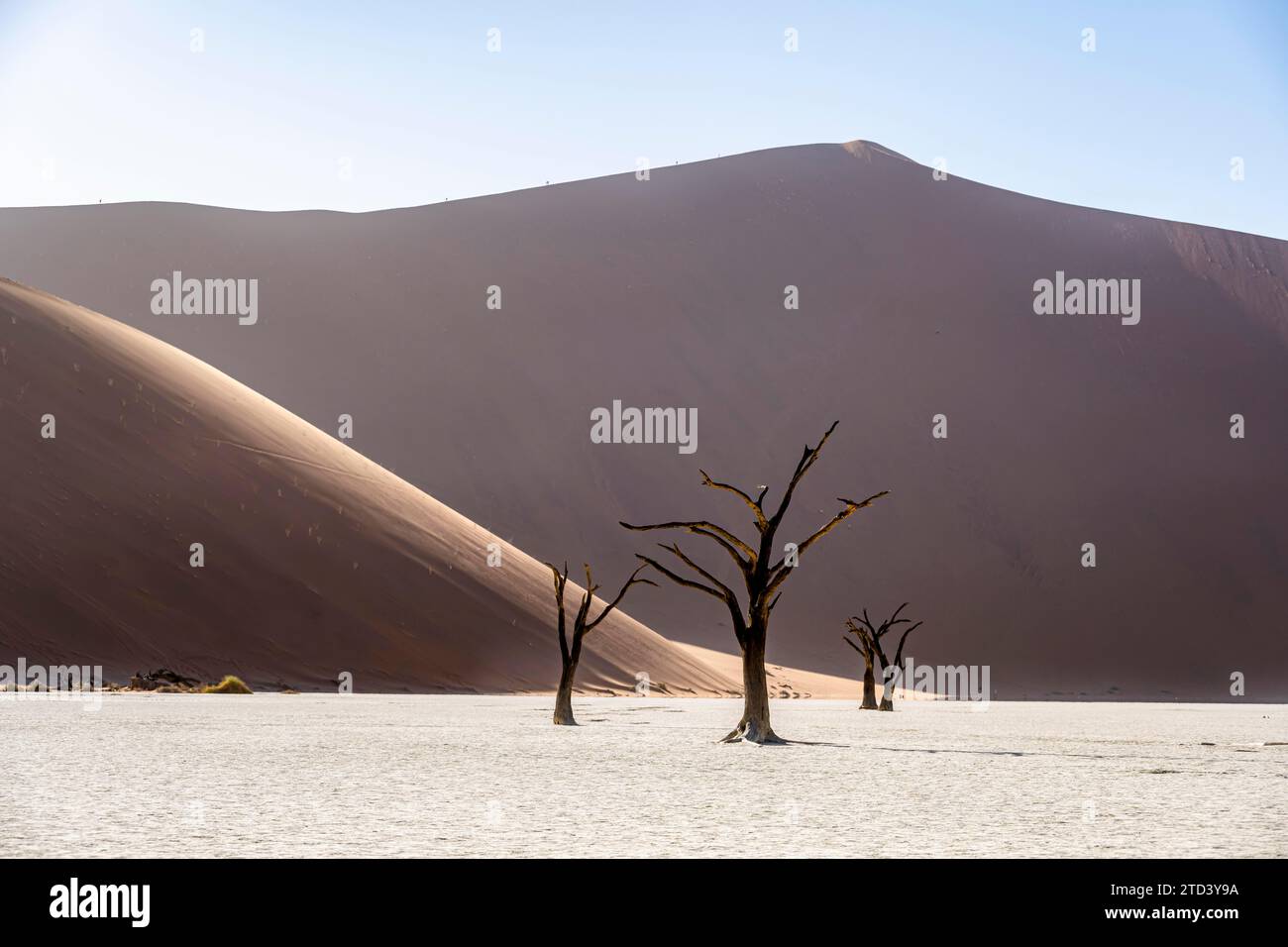 Dead camelthorn trees (Acacia erioloba) in Deadvlei, behind huge red sand dune Daddy Dune, atmospheric in the morning light, Sossusvlei, Namib Stock Photo