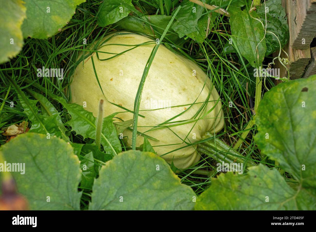 Spaghetti squash, garden pumpkin (Cucurbita pepo), Kiel, Schleswig-Holstein, Germany Stock Photo