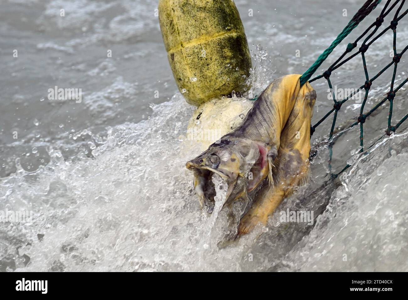 Pink fish net hi-res stock photography and images - Alamy
