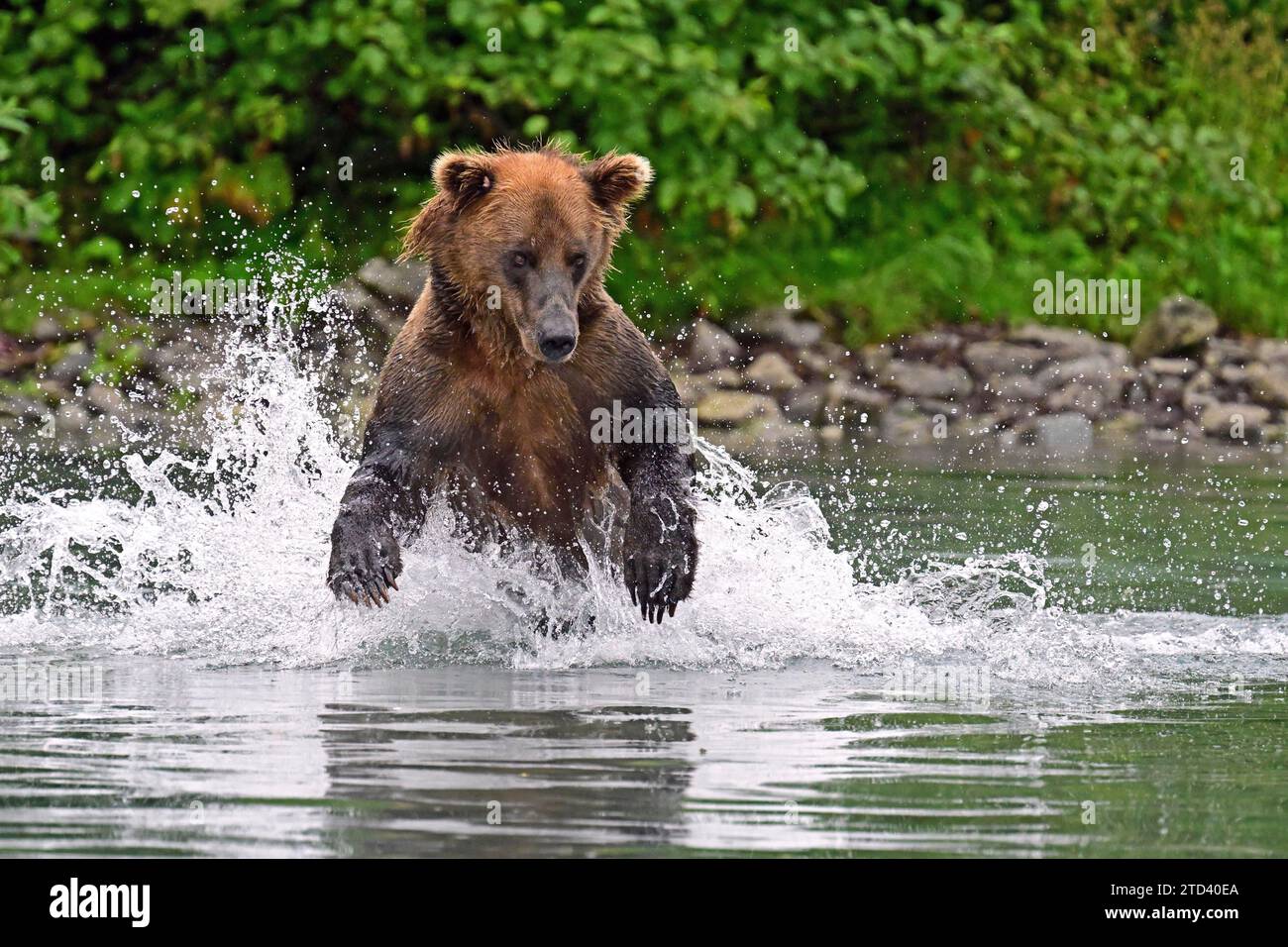 Brown bear (Ursus arctos) hunting for salmon in the water, Lake Clark National Park, Alaska Stock Photo