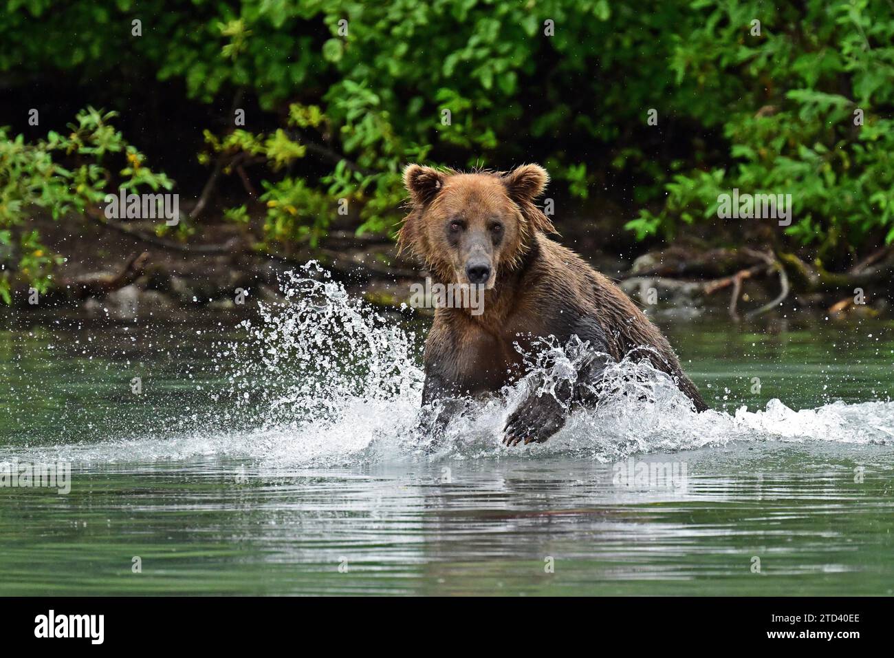 Brown bear (Ursus arctos) hunting for salmon in the water, Lake Clark National Park, Alaska Stock Photo