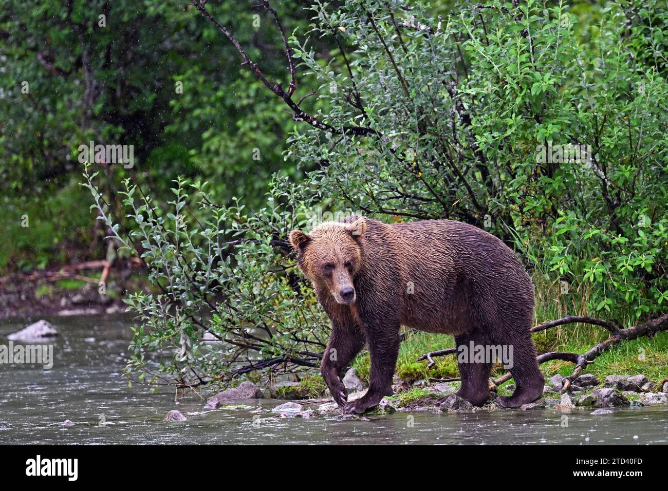 Brown bear (Ursus arctos) walking along the shore of a lake, Lake Clark National Park, Alaska Stock Photo